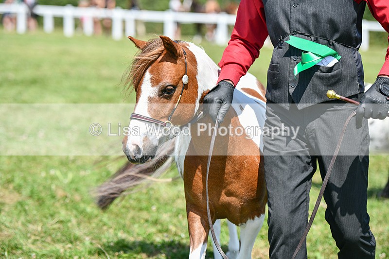 DSC_7227 - Class 61: Miniature Horse 4yrs & over