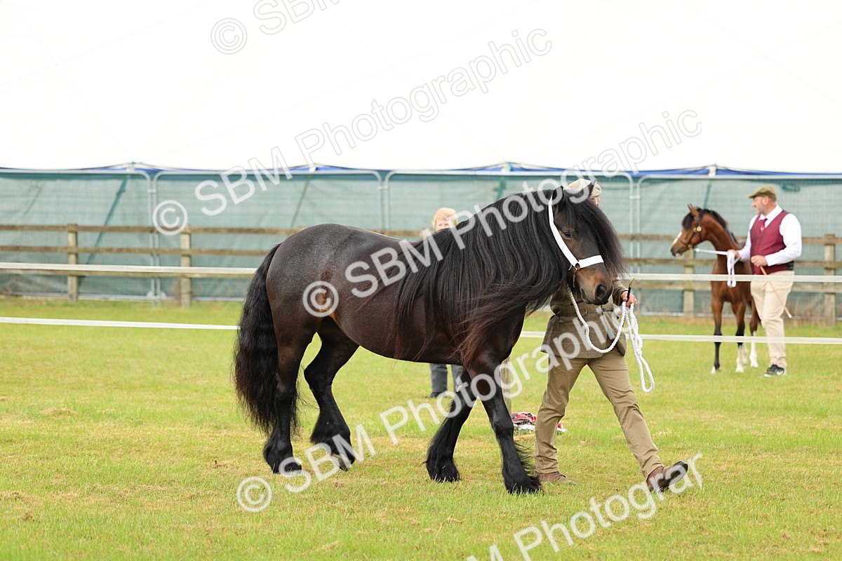SBM_00496 - Class 58-67 - M&M Non Welsh Pony In hand