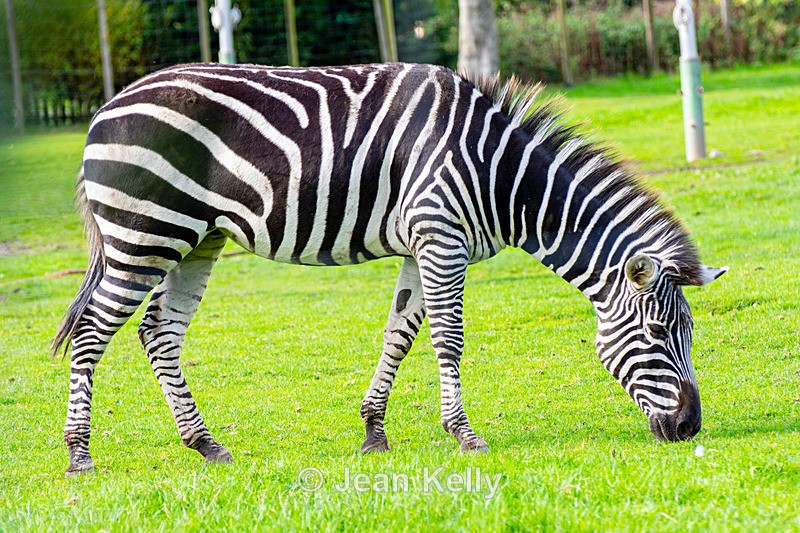 Zebra - DSC_5054 - Zebras