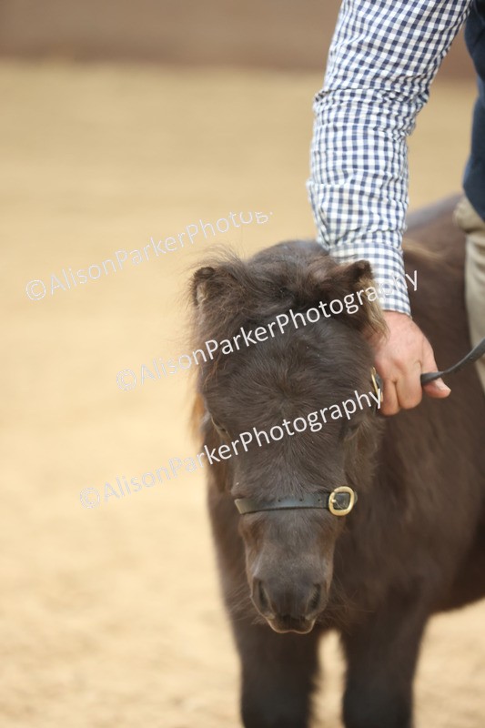 20251109-0202 - Class 10 - Yearling, Colt, Filly or Gelding