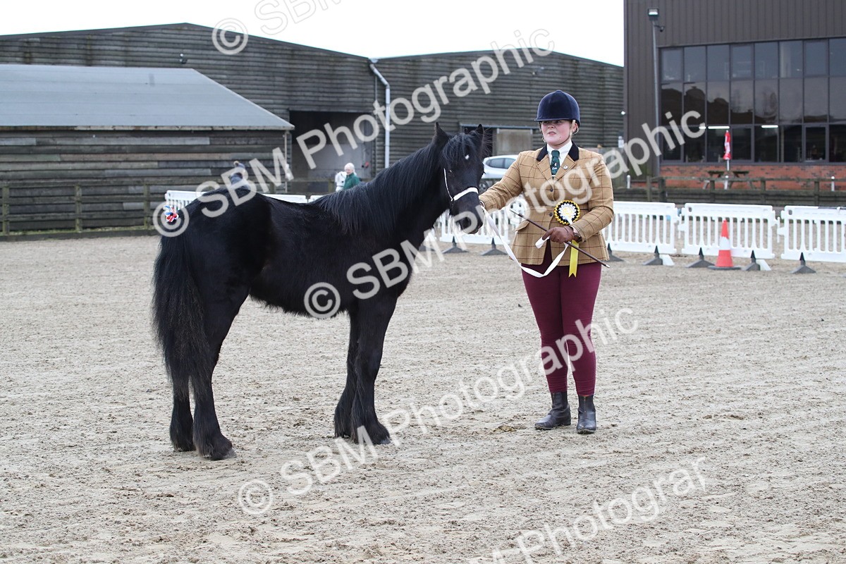 SBM_004011 - Class 1-4 - Young Stock classes Inc. In Hand Championship
