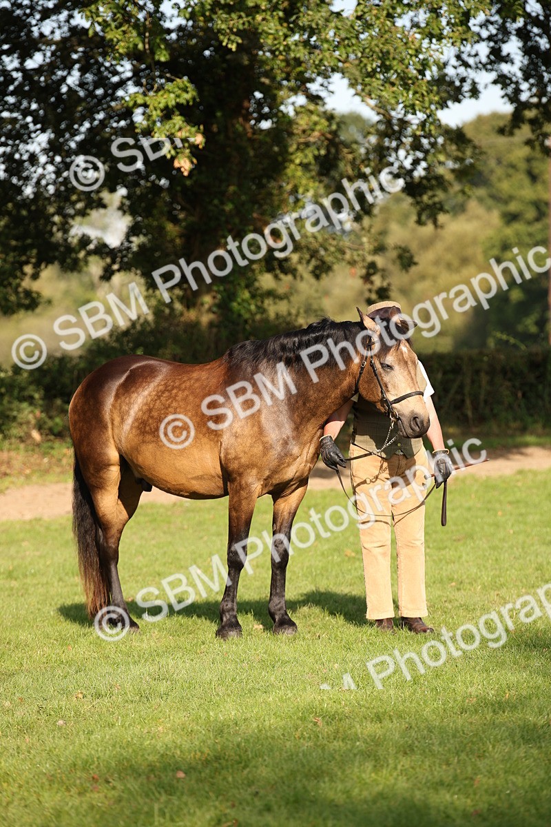 SBM_59385 - S52 - Other Coloured Horse In Hand