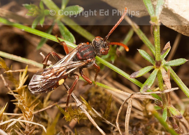 Nomada hirtipes (f)