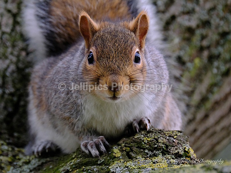  - Wildlife and Nature