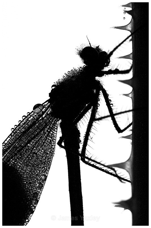Dew Drop Damoiselle - Nature in Black & White