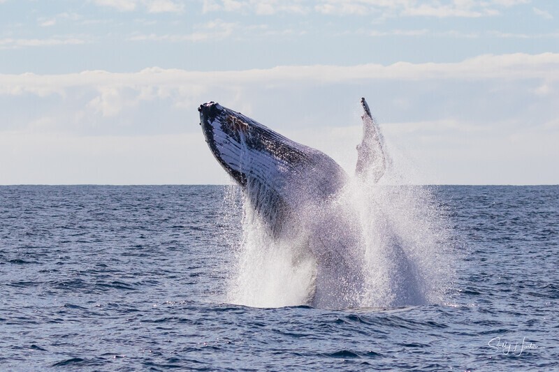0A3A7363. Sunrise Breach 1 - 2023 Whale Photos