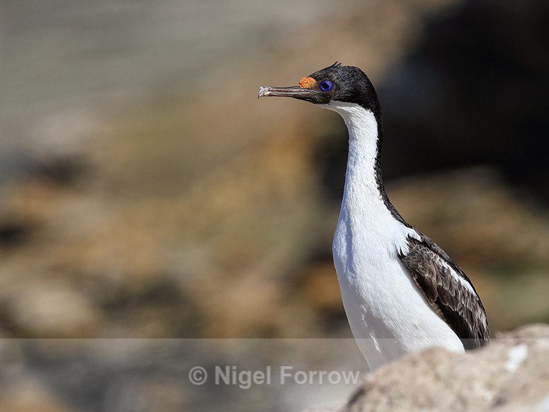 Imperial Shag (adult), Carcass Island, Falklands - Imperial Shag