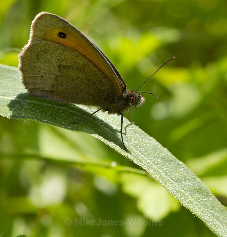 MEADOW BROWN BUTTERFLY - BUTTERFLIES