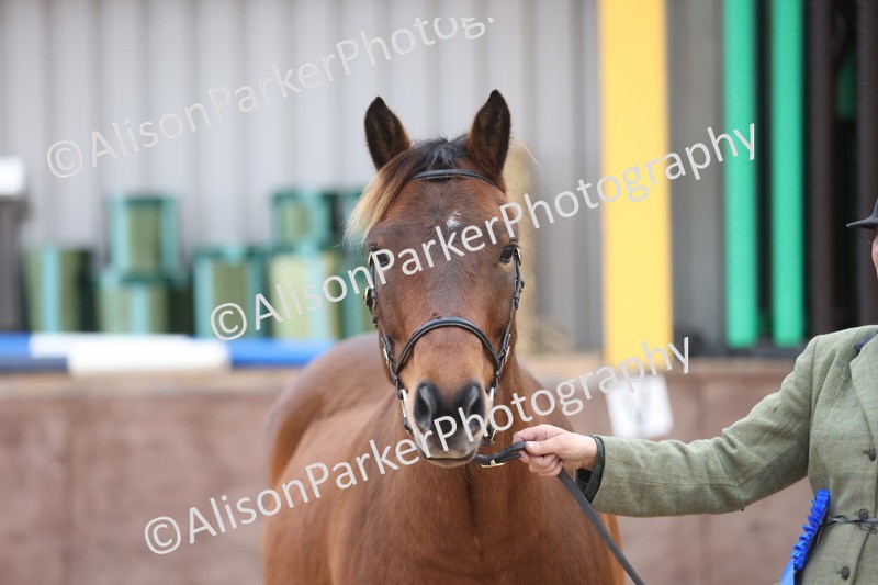 20251109-1104 - Class 29 - Geldings 4 Years and over