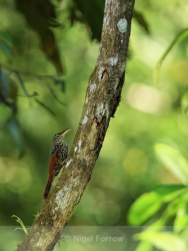 Black-striped Woodcreeper, Costa Rica - Black-striped Woodcreeper