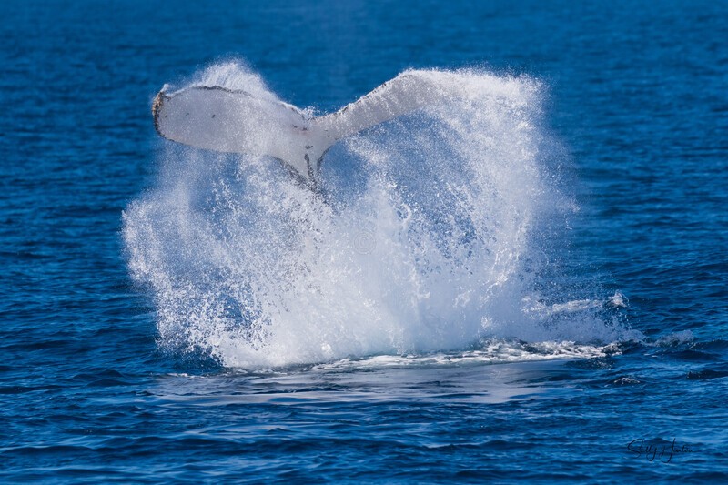 Big Splash 1 0A3A4568 - Humpback Whales