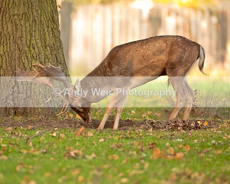 20111022-_MG_6742 - Fallow Deer