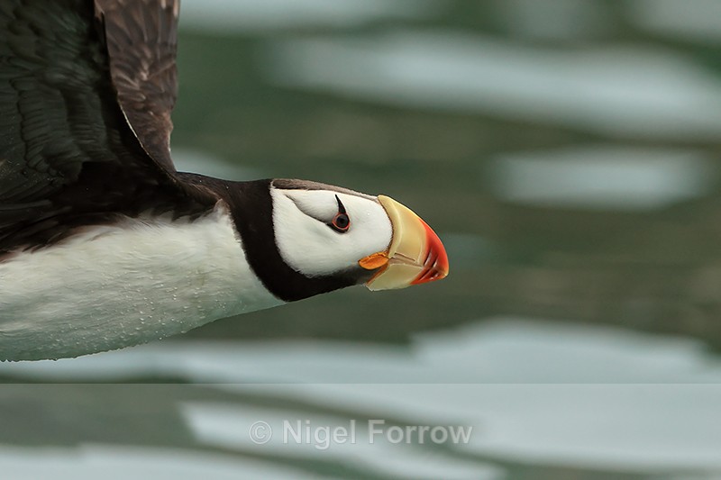 Close view of flying Horned Puffin, Duck Island, Alaska - Horned Puffin