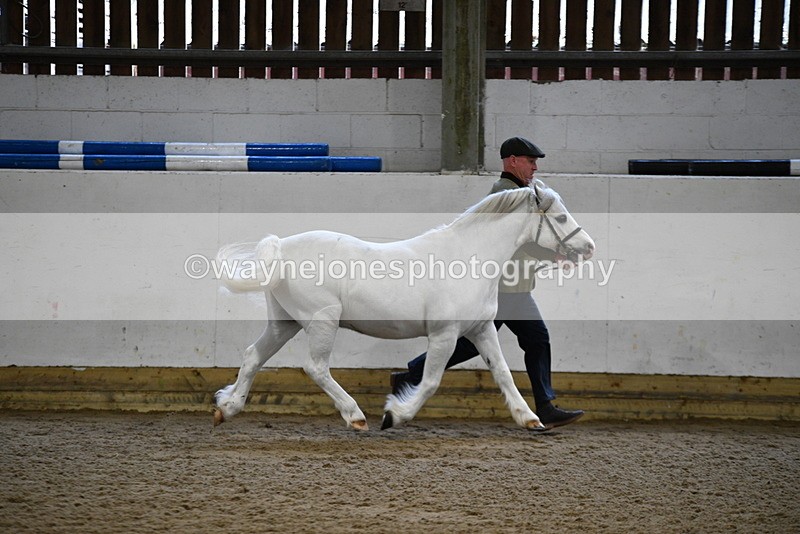 WJ5_5179 - Class 4 In hand M&M - small breeds
