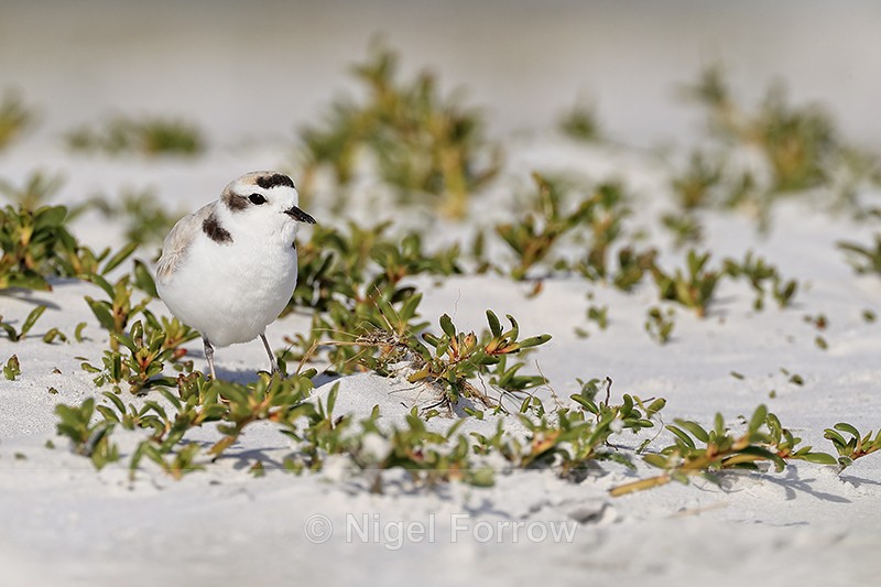 Snowy Plover, Fort De Soto Park, Florida - Snowy Plover