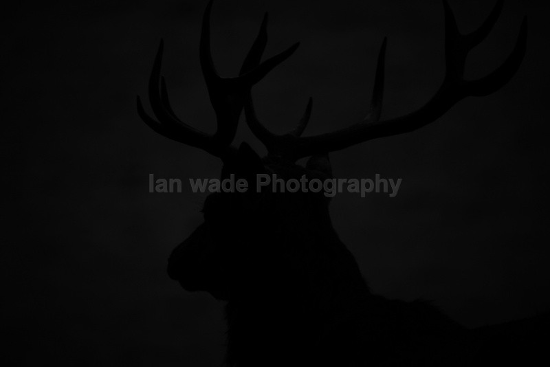  - Wildlife, Mammal Photography, Great Britain