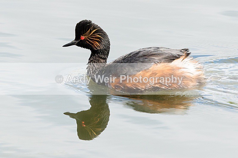 20170523-8E0A1144 - Black-necked Grebe