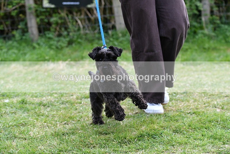 WJ5_0279 - Class 7 Best Terrier