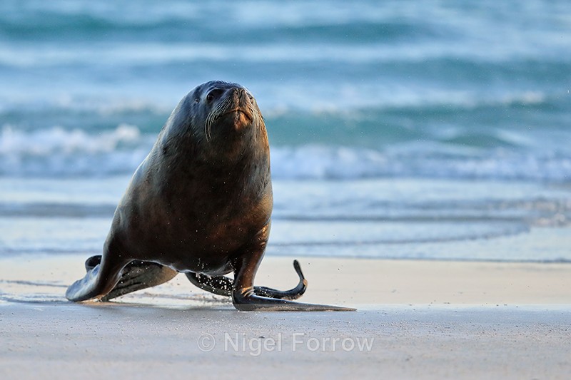 Sea Lion moving fast on beach, Volunteer Point, Falklands - Sea Lion