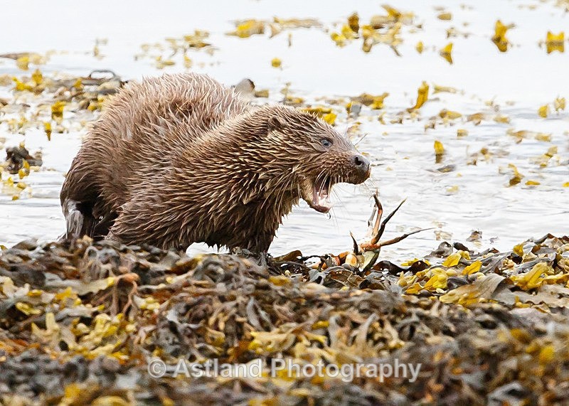 Astland Photography, Bird and Wildlife Images, Susan and Peter Wilson, U.K.