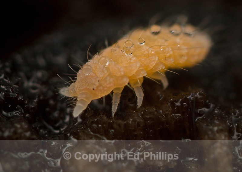 Monobella grassei - Monobella grassei