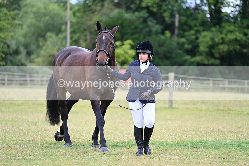 WJ7_6965 - Class 5a Most Handsome Gelding in Hand