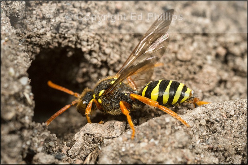 Nomada goodeniana (f)