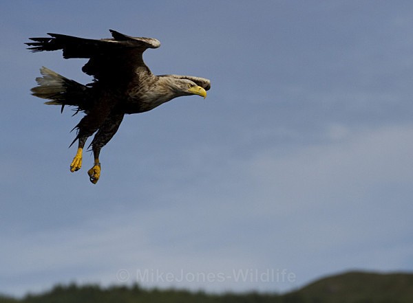 White tailed Eagle, Isle of Mull - ISLE OF MULL WILDLIFE, Wildlife images from the Inner Hebrides