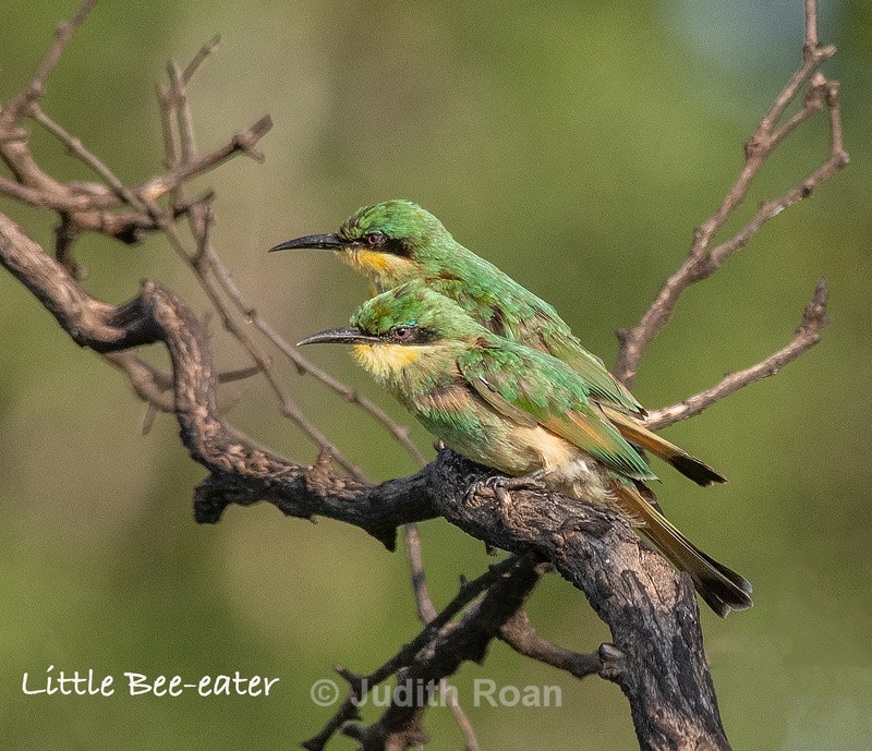  - South Africa Birds and Mammals