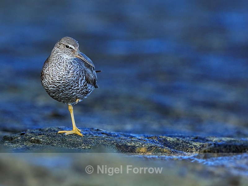 Wandering Tattler standing on one leg, Ke'e Beach, Kauai - Wandering Tattler