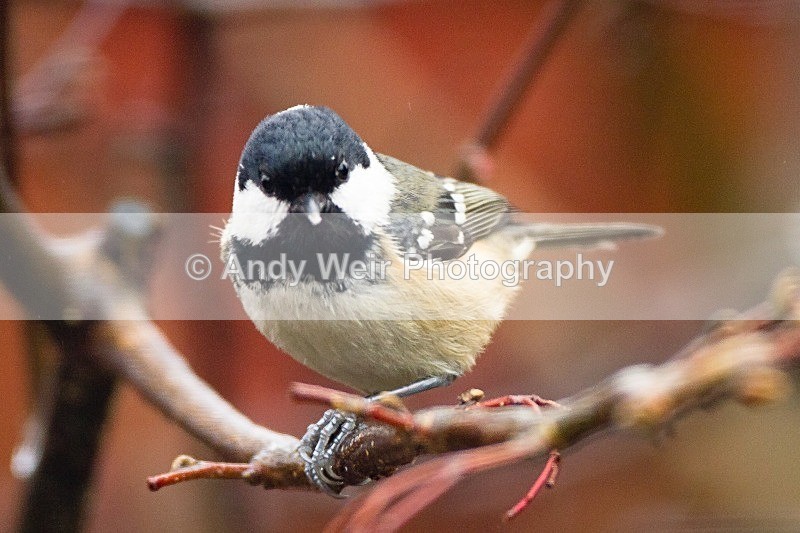 20120205-_MG_8495 - Coat Tit