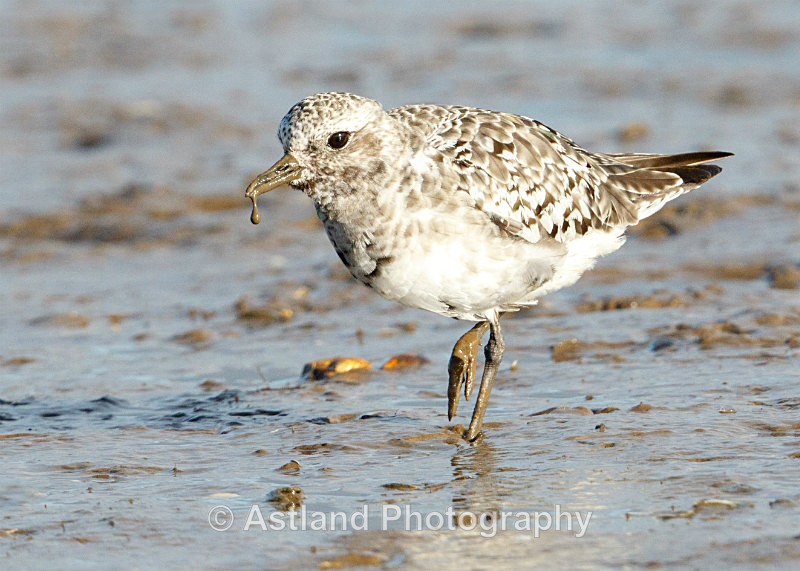 Astland Photography, Bird and Wildlife Images, Susan and Peter Wilson, U.K.