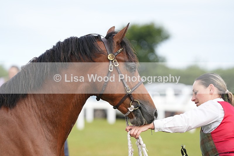 DSC04765 - Class 47: NPS M&M Yearling