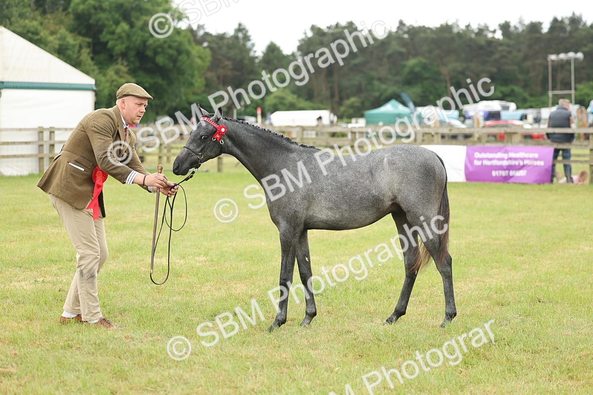 SBM_05374 - Class 68-73 - Riding Pony Breeding