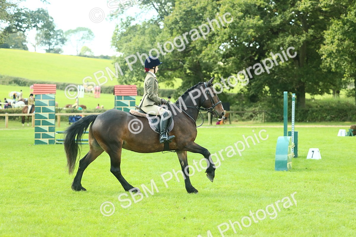 SBM_42041 - S29 - Novice & Newcomers Working Hunter Pony