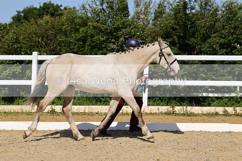 1X9A0832 - Class 4: Youngstock 1, 2, 3 year old to exceed 153cm