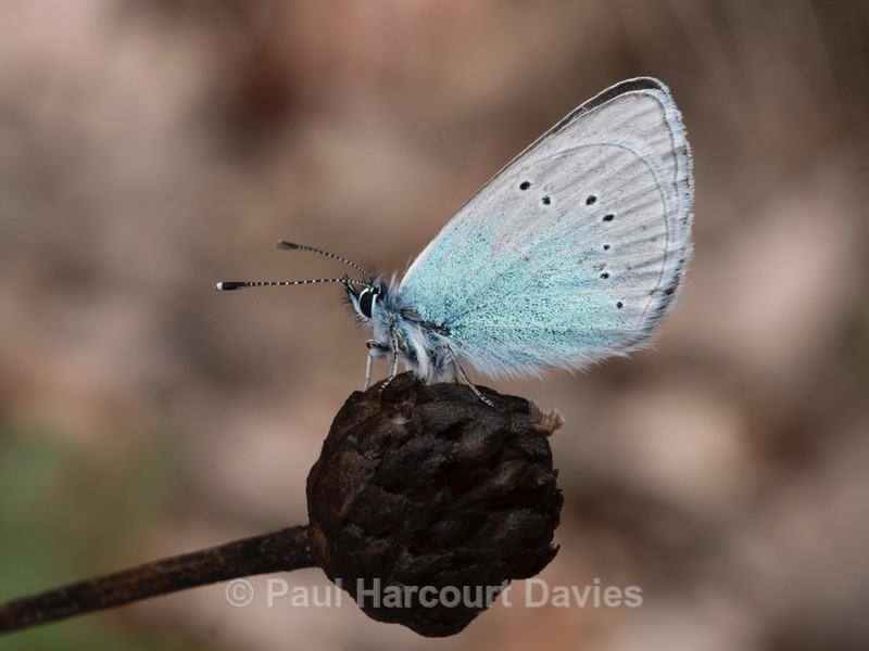 Green-underside blue (Glaucopsyche alexis) - Insects, Spiders and other Animals