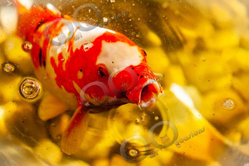 Koi_6830 - Pet Photography