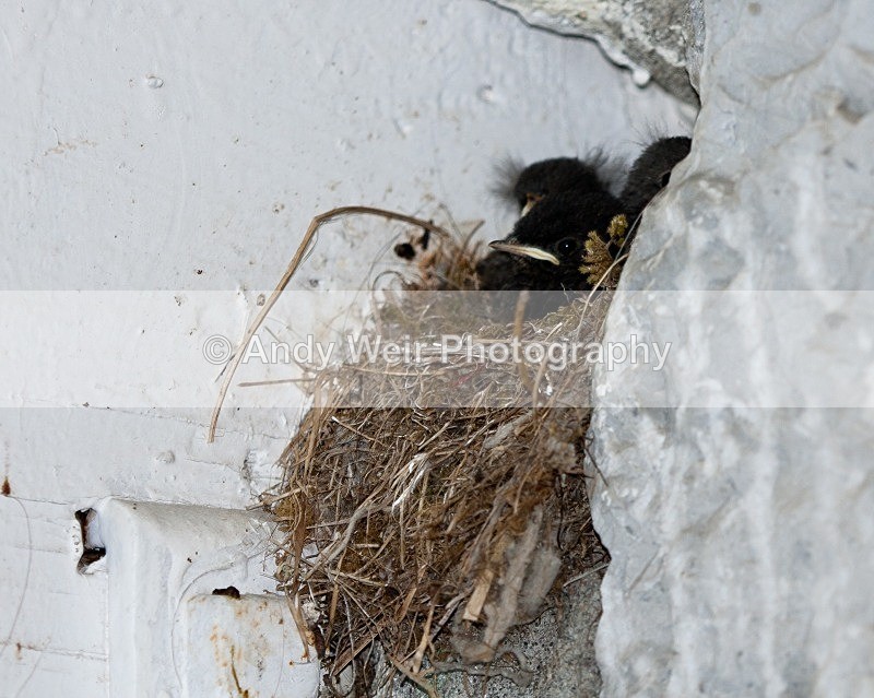 20080723- 054 - Redstart