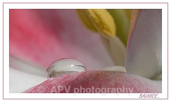  - Petals and Leaves