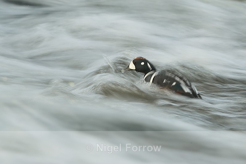 Harlequin Duck (male) swimming against fast-flowing water, Iceland - Harlequin Duck