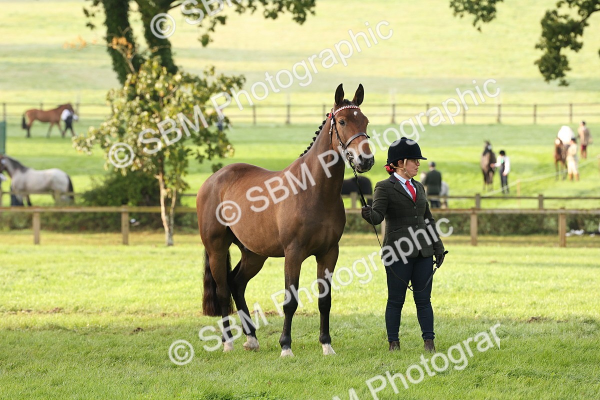 SBM_54938 - S52 - Riding Horse & Hack & thoroughbred In Hand