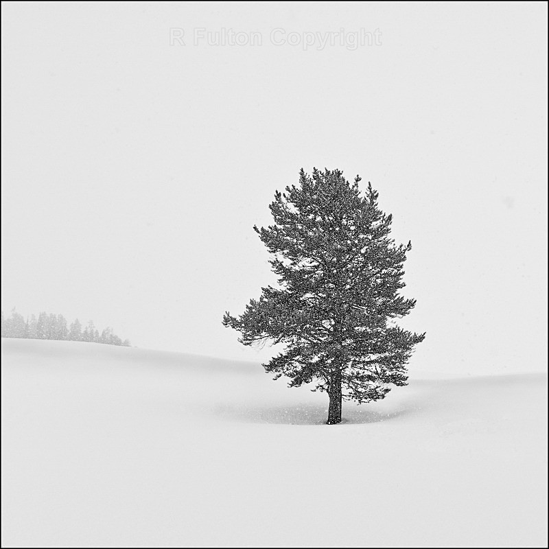 Tree in Snow - Yellowstone