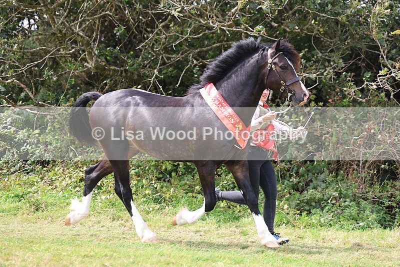 3E7A5781 - In Hand Championship