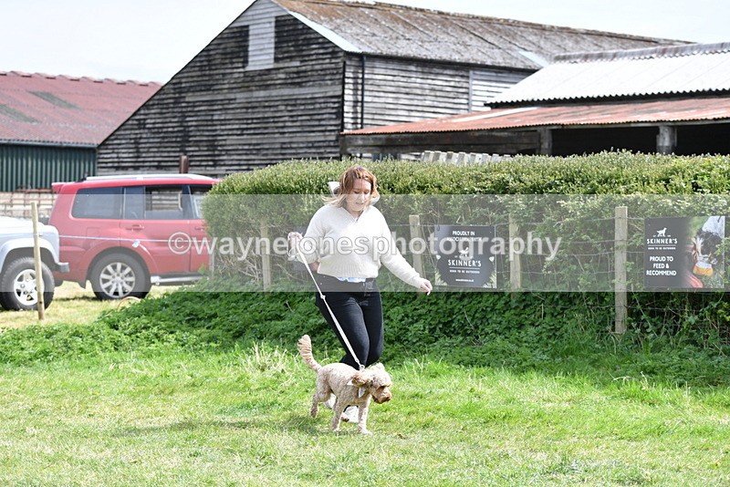 WJ5_9669 - Class 3 Most Handsome Dog