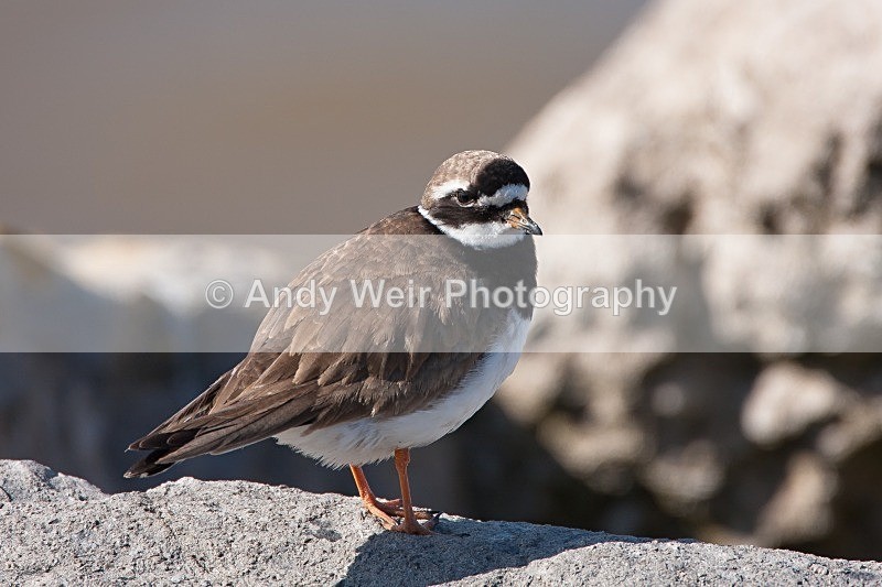 20090920-2009 09 20 Wirral 033 - Ringed Plover