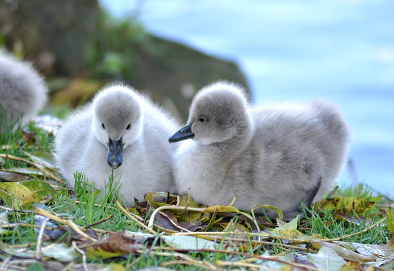 Two cute Black Swan cygnets at Dawlish - Dawlish (mainly black swans)