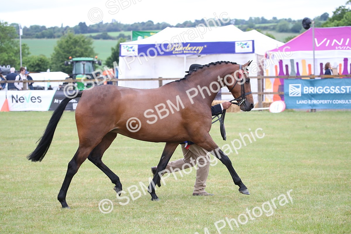 SBM_00235 - Class 17-20 - Arab & Part Bred - Anglo Arab In Hand