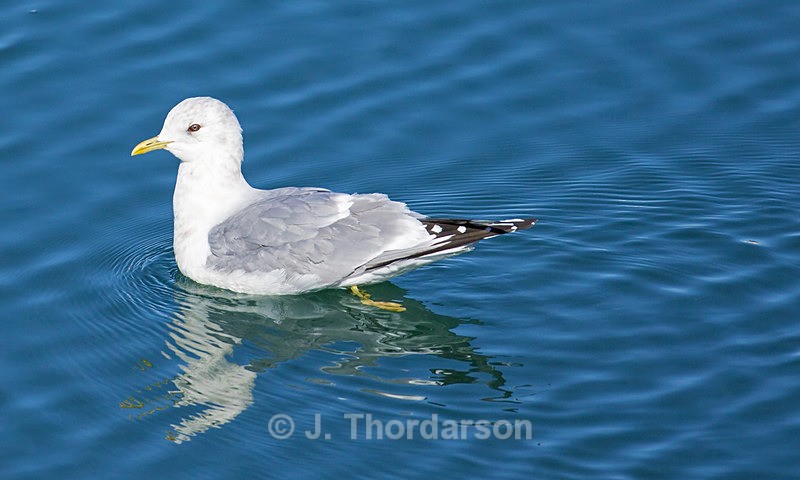  - Sea Birds