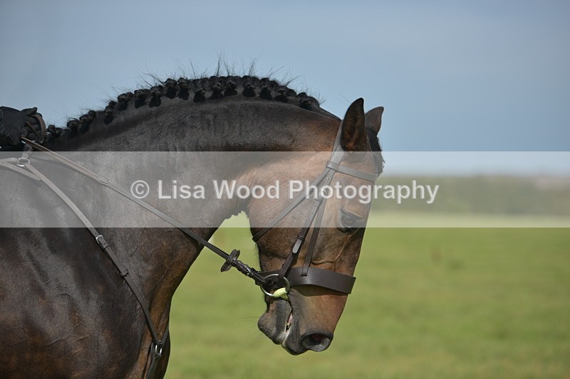RAY_7940 - Class 2B: Trekenning Open: Dressage